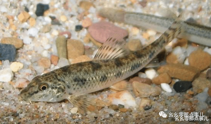 怀柔|银鮈您钓过吗?河里不起眼的小杂鱼,其实学问大着呢