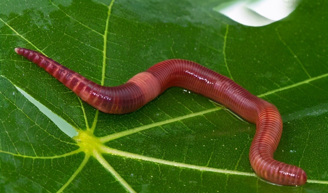 |蚯蚓是万能饵,钓鱼也要注意这3点,不然一样不好使——盛世三渔