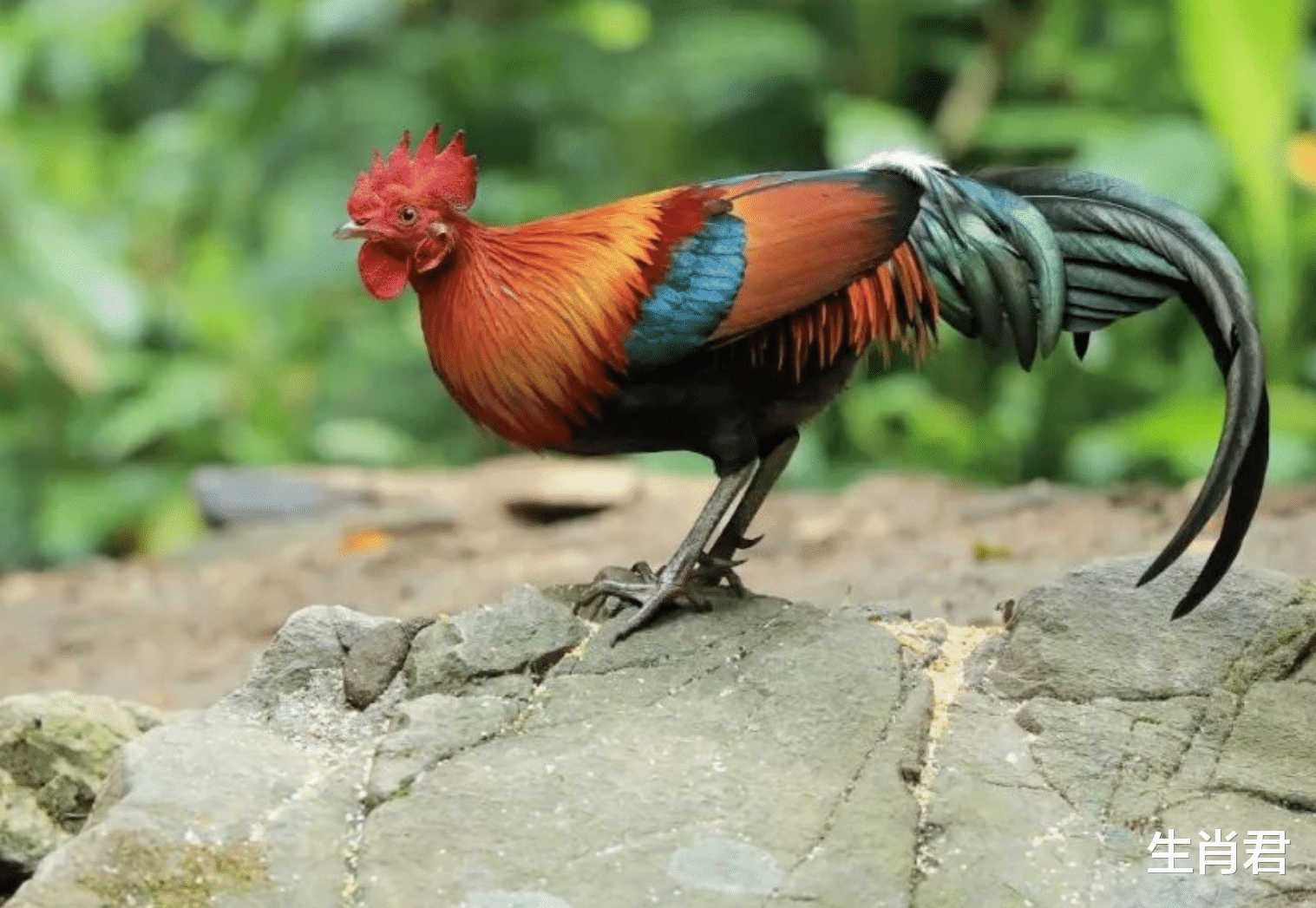 英国|掌握职场升职密码，属鸡人这次有福了，把握机会成功升职