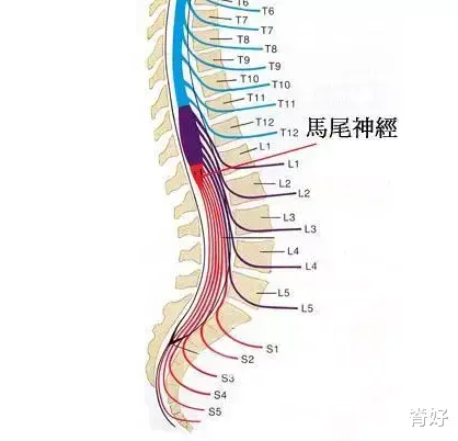 便秘|脊椎是怎么和“便秘”扯上关系的