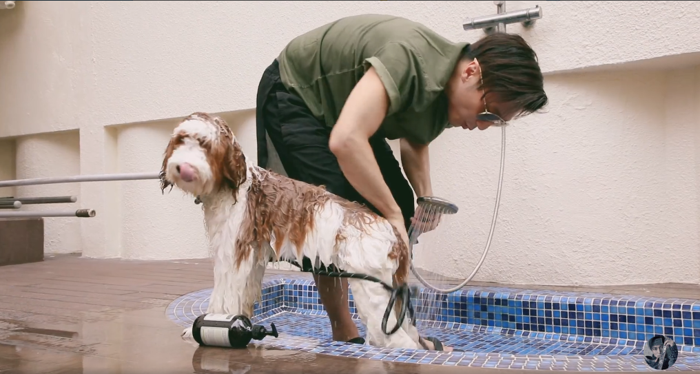 谢霆锋|同居了？谢霆锋给狗狗洗澡，疑晒王菲视角视频，爱巢曝光太豪华