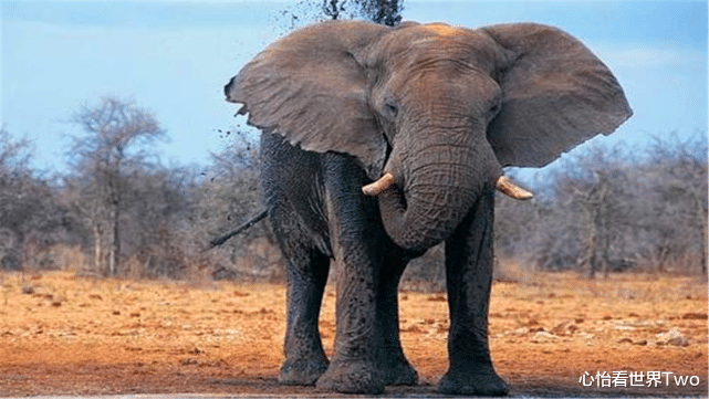登月 老死的大象身上取象牙不好吗?为何非要对健康的大象下黑手?