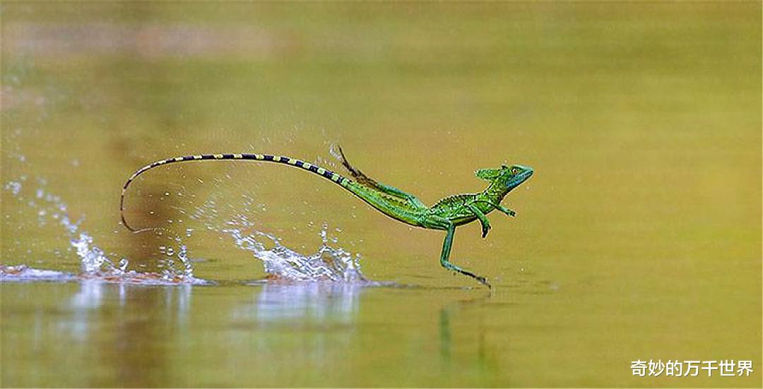 耶稣蜥蜴为什么能在水面奔跑？人类能否学会这门“轻功”？