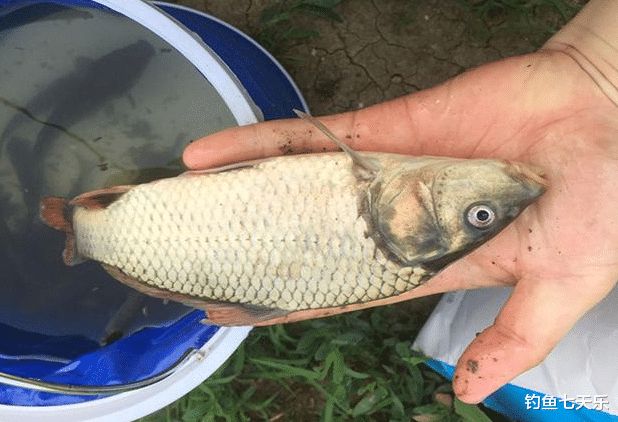 饵料|为啥你钓到的都是小鱼？几点野钓小技巧分享，钓鱼人过来看看
