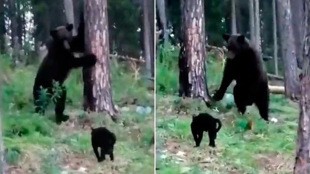 棕熊 大棕熊被黑猫赶走,熊为什么那么“熊”?熊真能屠虎灭狼吗?