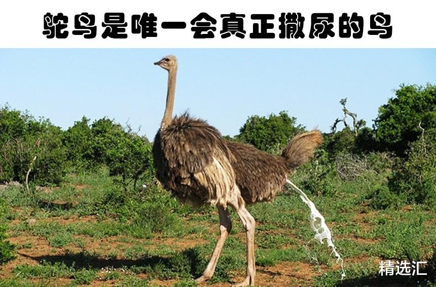 化石 在教科书里没有出现过的7个关于动物的疯狂事实