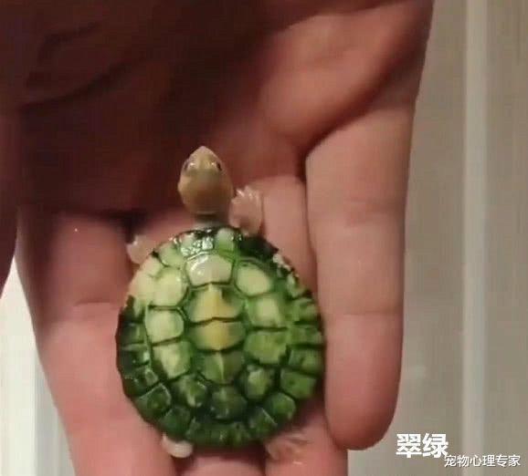 钱币|路边买了一只翡翠龟，用纸巾擦了后愣住了：这乌龟咋是白色的呀？