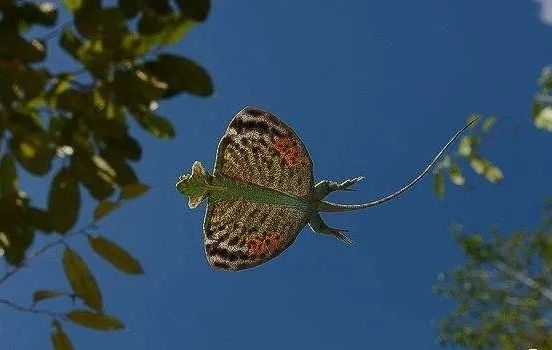 爬行动物 翼龙再生了?这种蜥蜴正在进化翅膀,已经可以在树林间滑翔