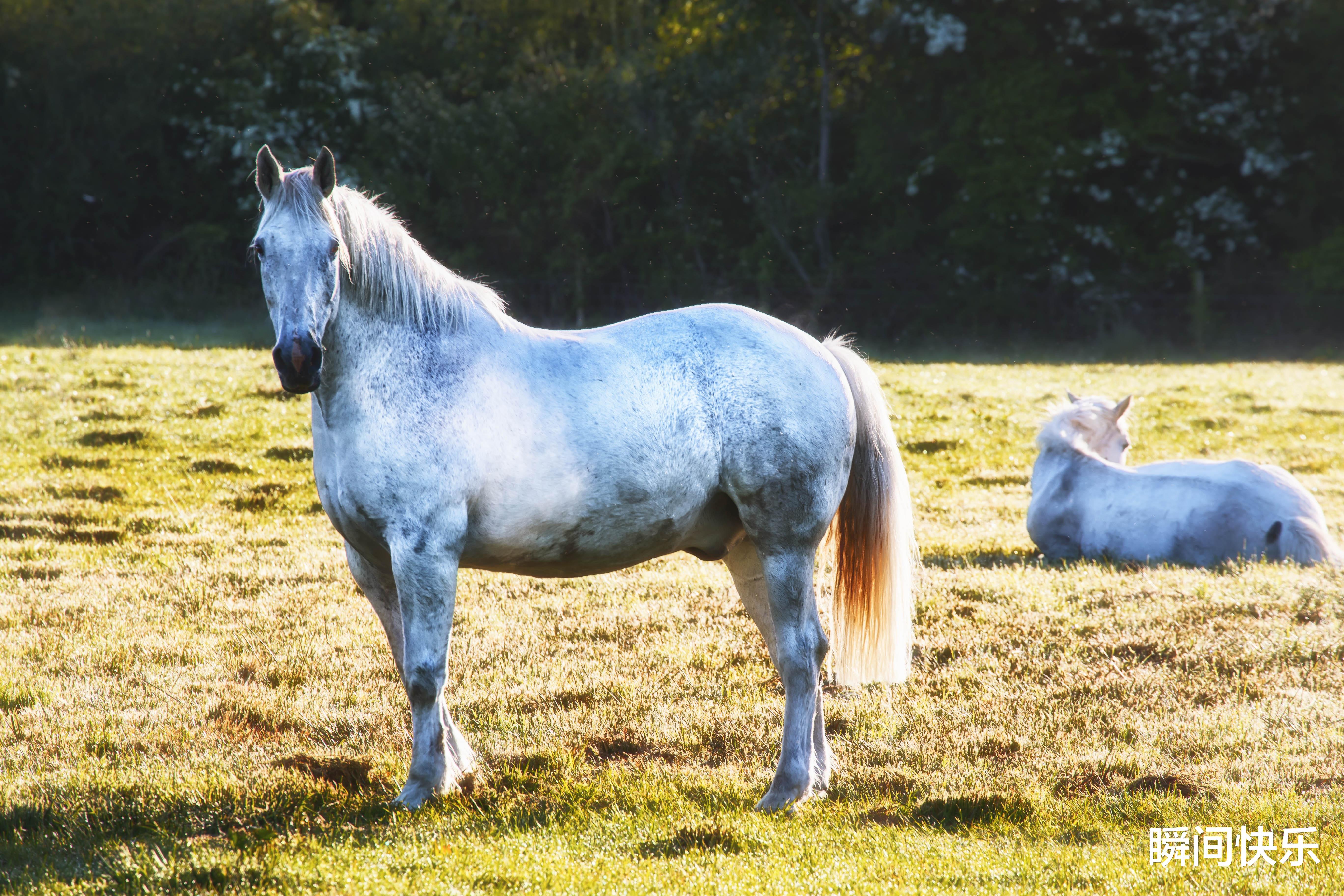 属蛇|属蛇人和3个生肖结婚，简直就是“帝王命”，事业兴旺，婚姻幸福