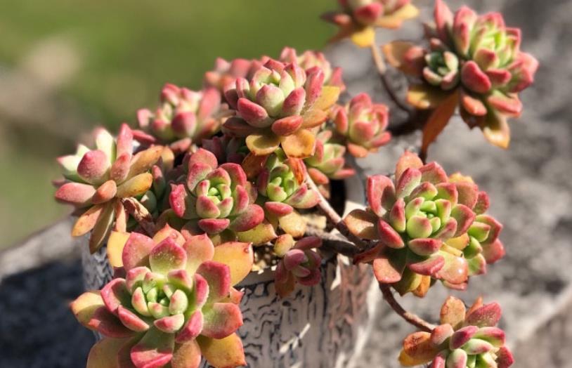 续约紫罗兰 你不知道的多肉马库斯——养好了叶片不但会红，有时还有甜香味