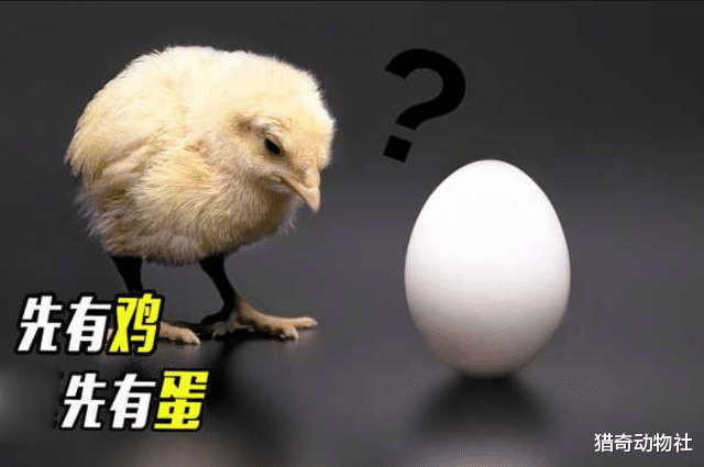 先有鸡还是先有蛋?听听科学家们怎么解释