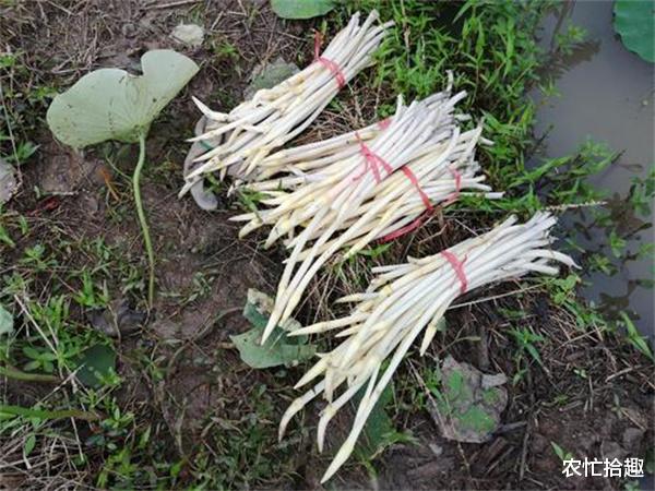 农忙拾趣 又现高价菜,一斤17元正鲜嫩,农民积极采收,网友:等5元再来