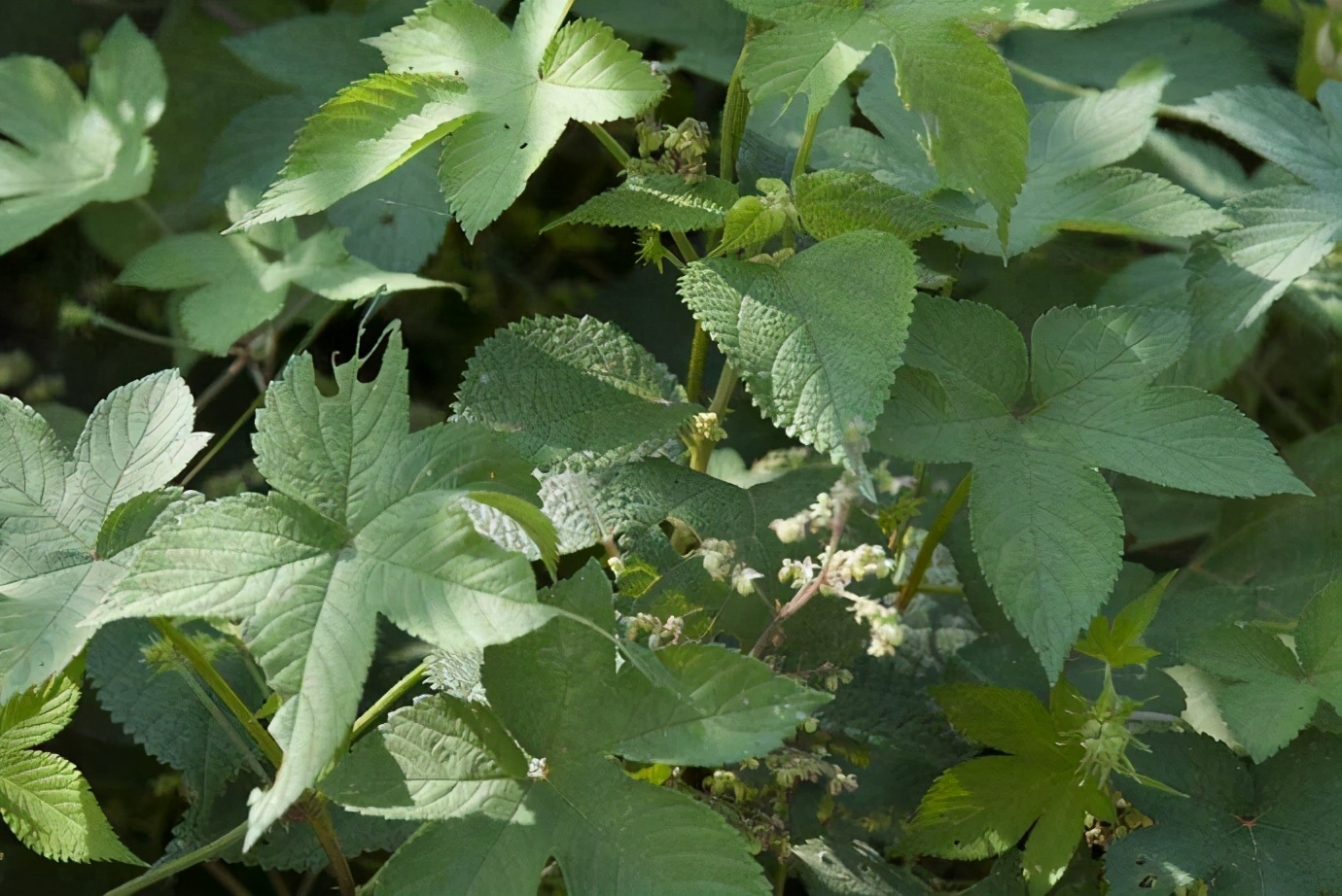 饵料|我钓鱼用过的奇葩饵料，洋葱牛粪烟屁股这还不算啥