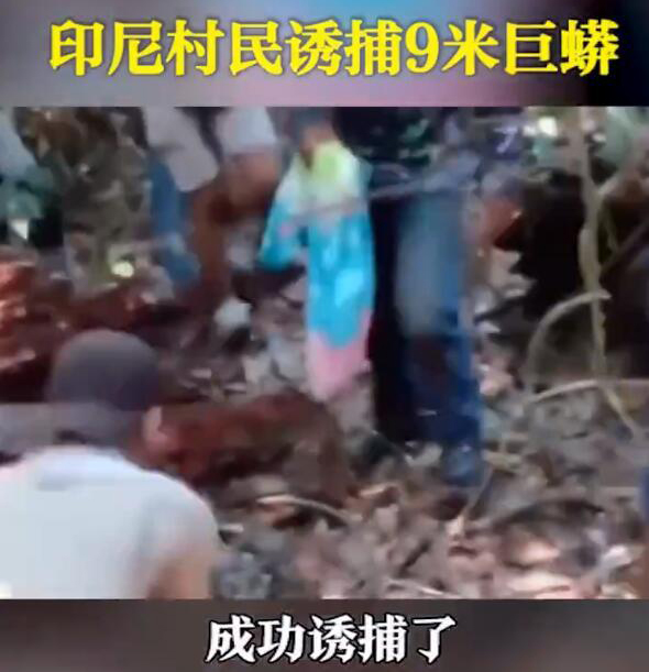 比特币 印尼巨蟒被擒，痛失孩子的“巨蟒父母”，能否再次上演狂蟒之灾？