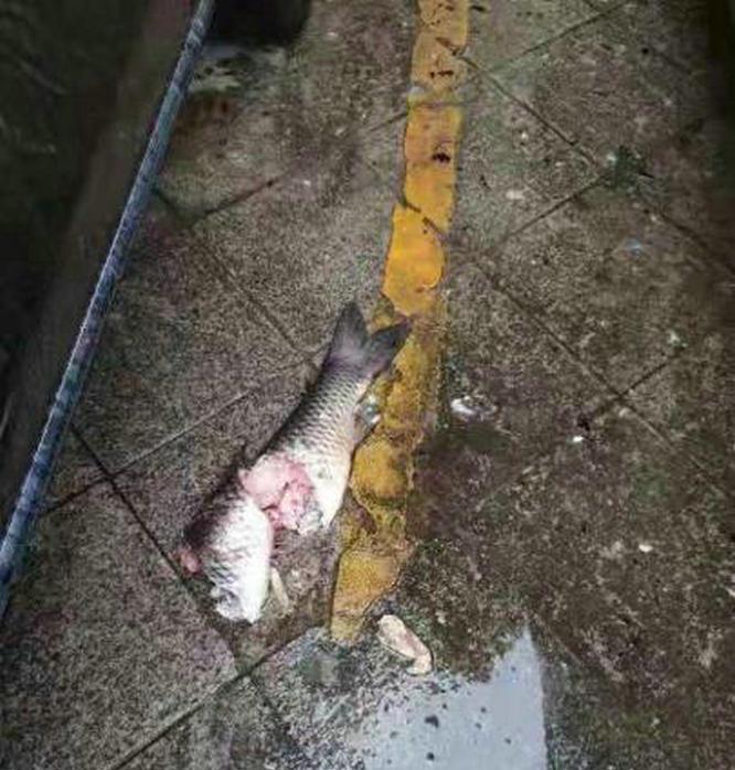 四川省|一条鱼3万?四川男子钓回一=条大鱼,半夜鱼从18楼跳下砸坏奔驰车