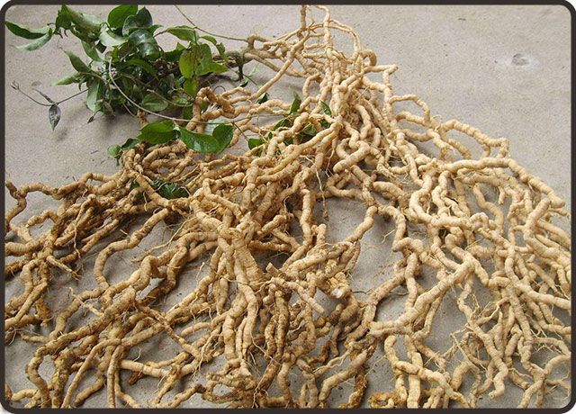 巴戟天|巴戟天的功效与副作用