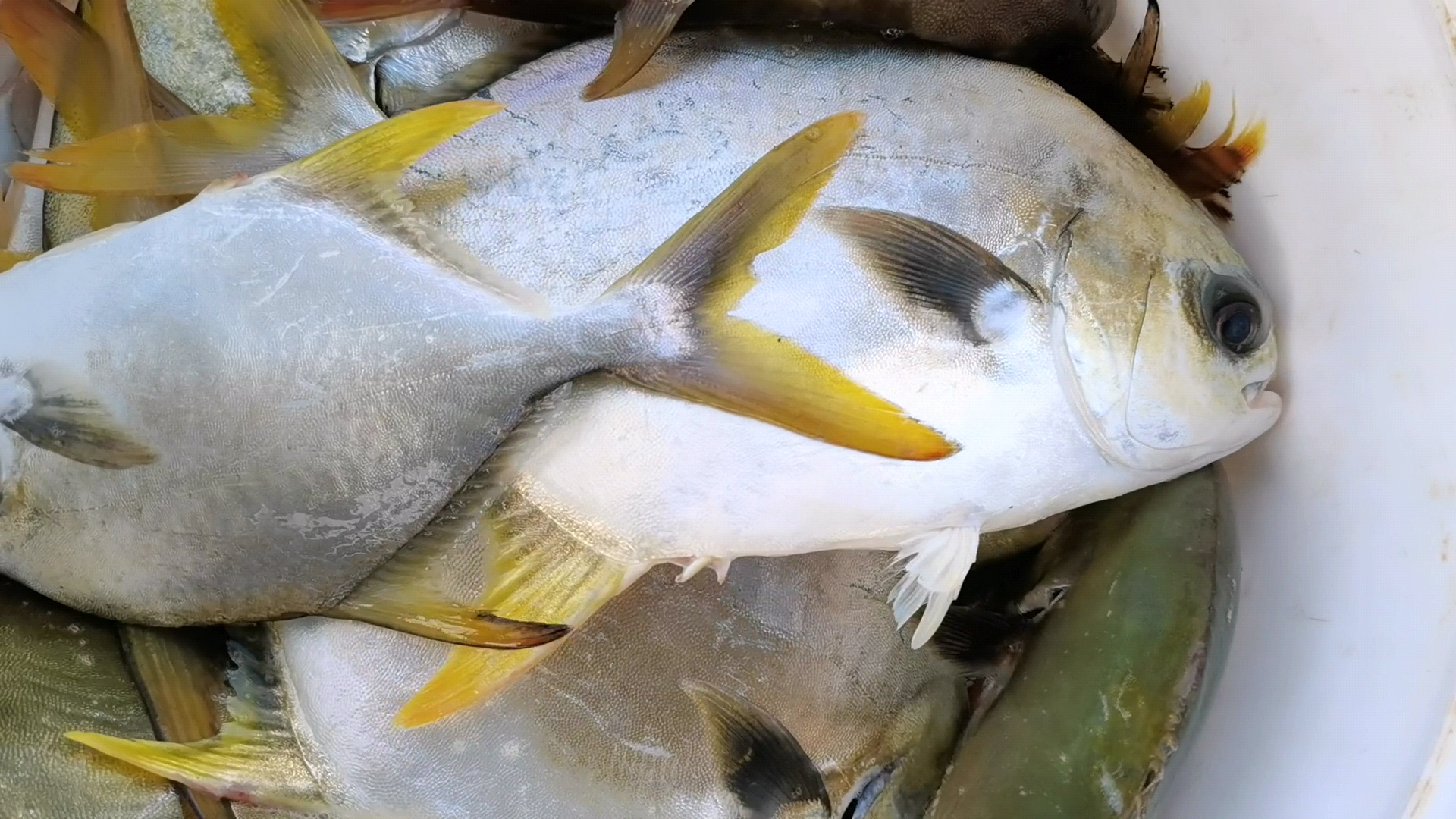 台风过后，湛江海域都是这种鱼，太吓人