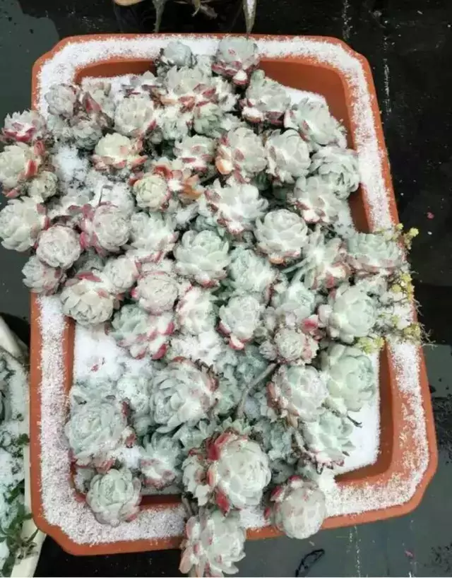 向阳园艺 一夜醒来，家门口的大雪15公分，多肉都覆盖了，还好没冻死