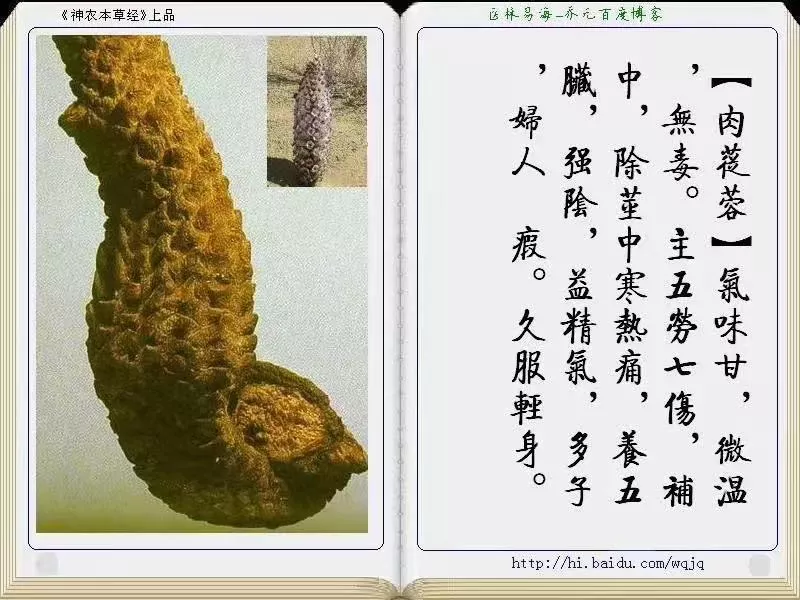 西域苁蓉|西域苁蓉——来自新疆和田的“沙漠人参”肉苁蓉