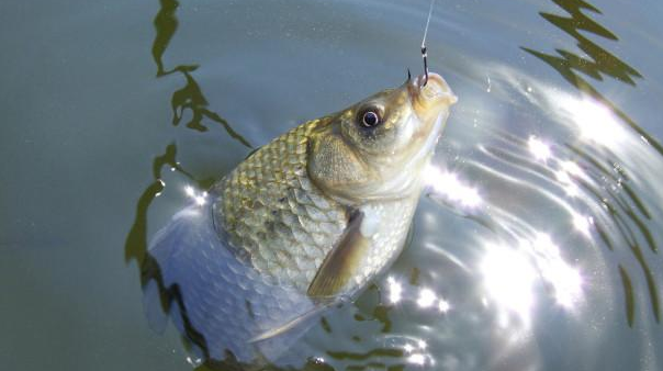 饵料|常见却很有用的钓鱼技巧，学会了让你成为钓鱼高手。——盛世三渔