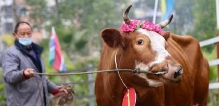 你看看这个世界 重庆美心红酒小镇:举办耕牛选美比赛,能重现洋人街风采吗?