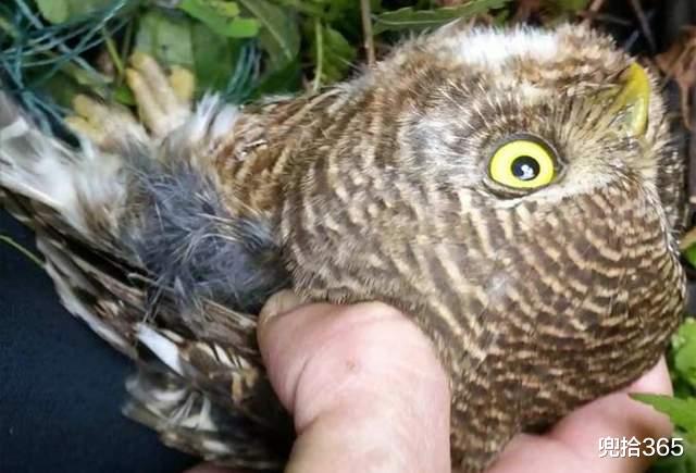 广东省|鱼没钓到收获一只怪鸟,广东男子的意外经历,掏出打火机就开始烧