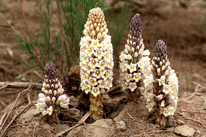 西域苁蓉 沙漠中的瑰宝——寄生植物肉苁蓉