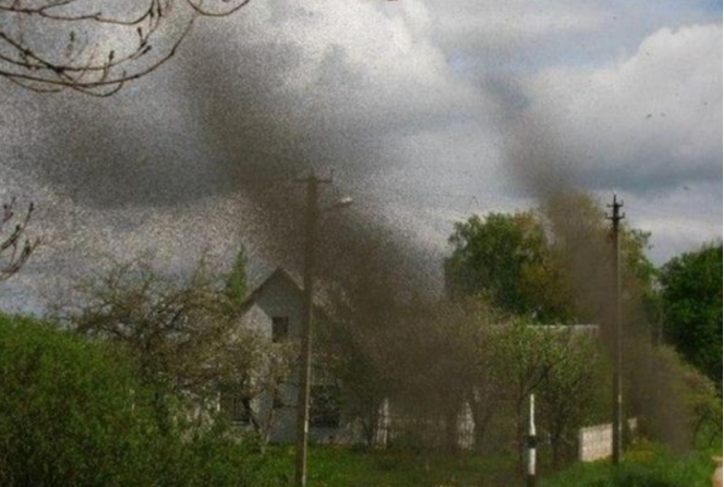 蚊子 国外多地出现“蚊子龙卷风”，场景十分震撼，它们的出现说明什么？