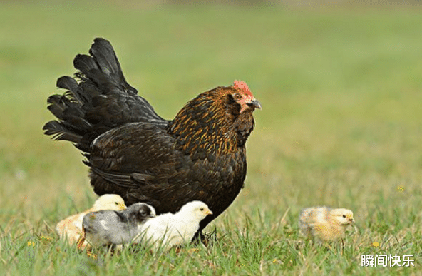 属鸡|属鸡人生在几月,下半年贵人提携,创造奇迹,职场重返巅峰