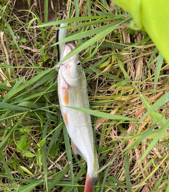 |有钓鱼佬认识这种鱼吗？汉江河鱼获95%全是这种鱼