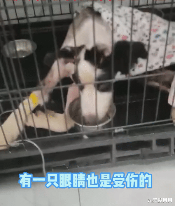 九天揽月月|南京90后情侣租房，退租后遗弃边牧十几天，狗狗浑身恶臭长蛆