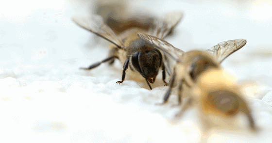 蜜蜂 “以命相搏”实力派蜜蜂，为什么蛰完人后会立马死去？
