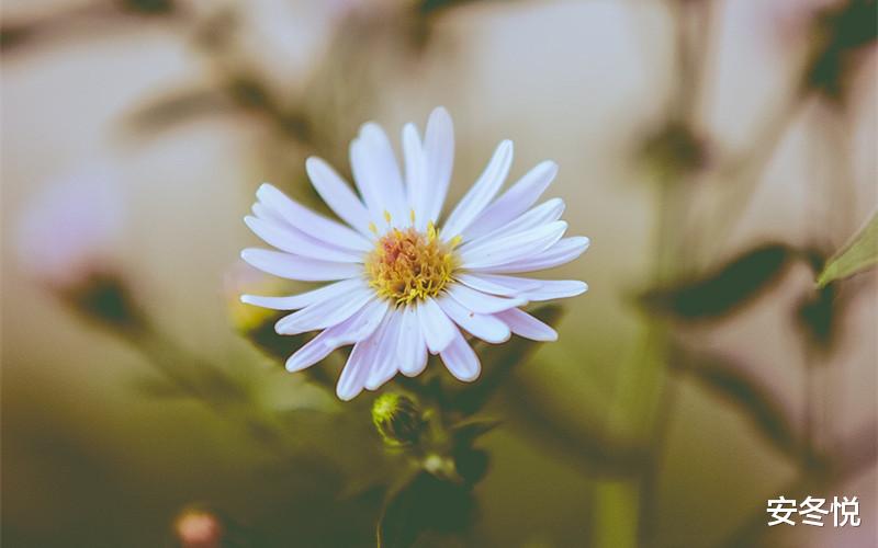 安冬悦|有一种情,如时光酿造的美酒