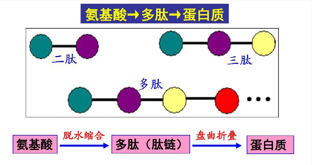 中国人做到了!我国科学家首次用一氧化碳合成蛋白质,已具备万吨产能,以后不用进口美国大豆了?
