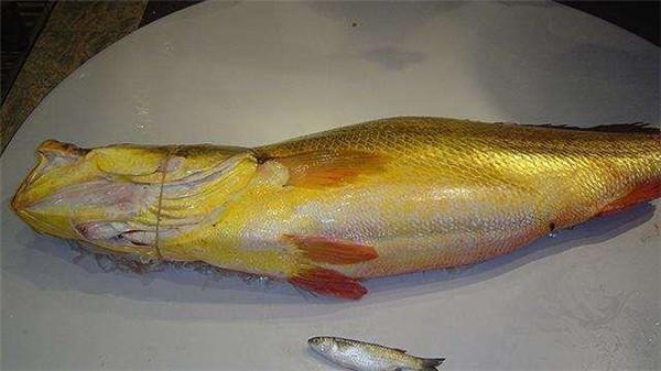 生活眼球 法国有鹅肝，俄罗斯有鱼子酱，日本有和牛，中国有什么顶尖食材？