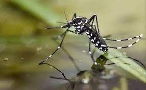 核酸检测 世界上最致命的动物