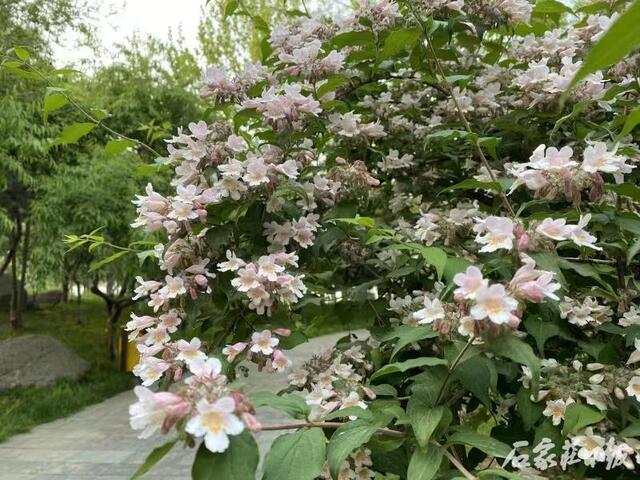 石家庄日报客户端 石津灌渠文化公园：猬实花傲然绽放 清新雅致招人爱