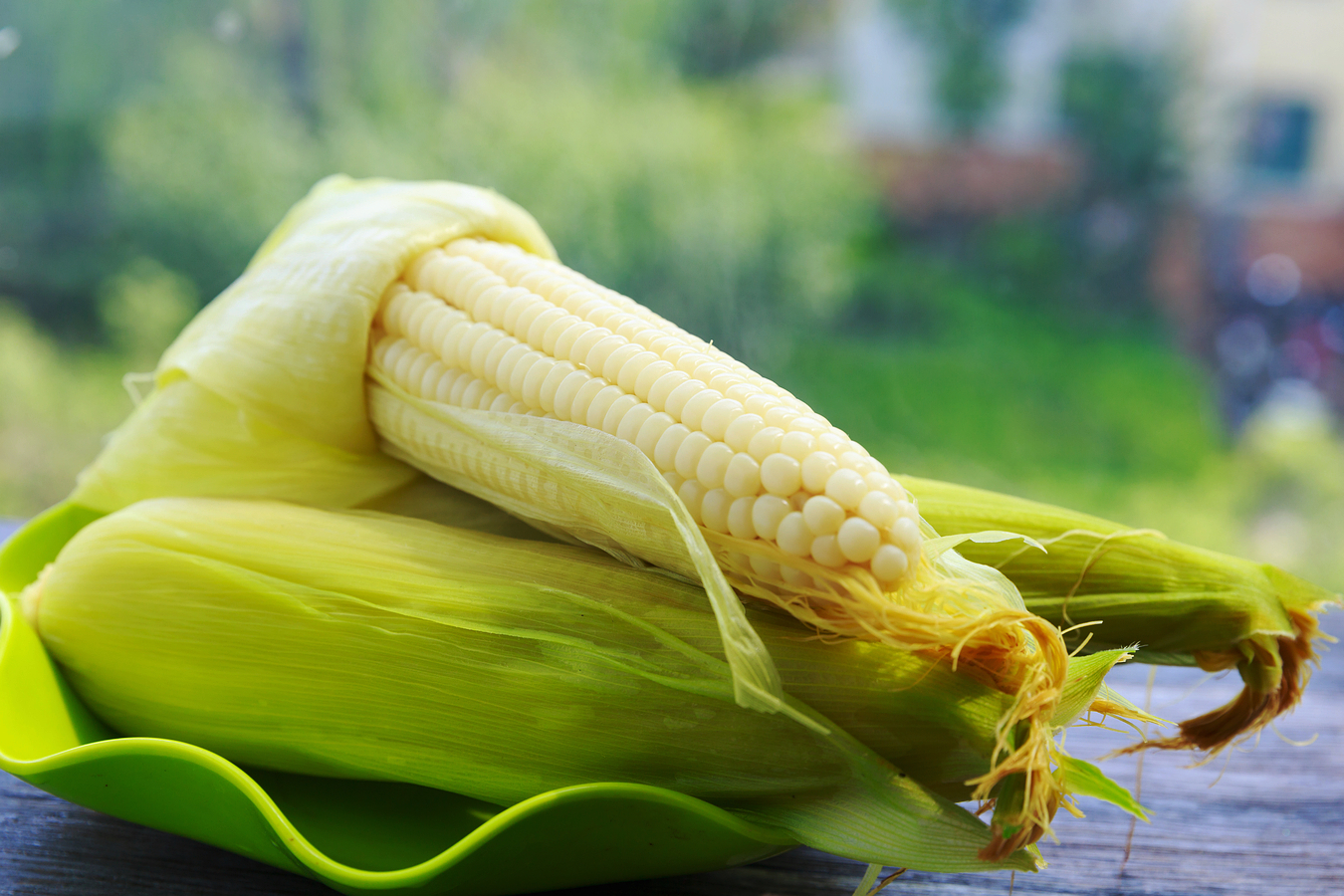 昆虫 植物对昆虫的反击战：要么将昆虫吃掉，要么使用化学毒素！