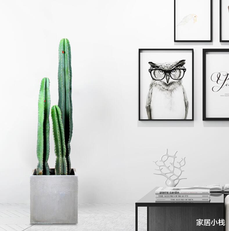 打造北欧风家居风格,不可忽视绿植的存在,这8种盆栽可以试试