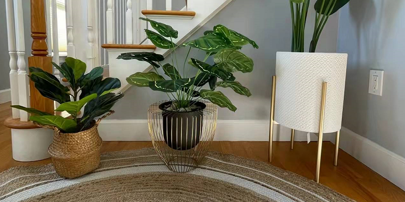 冬天不爱开窗就种植这4样植物，专门吸收废气！