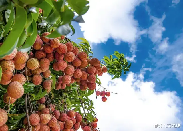 水果|中国水果地理:咬一口,能吃的夏天