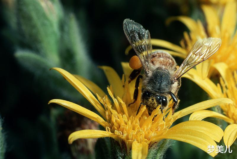 梦美儿|心里不安分的人，是婚姻的隐患