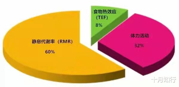 饮食 为什么减肥后很容易反弹?是基础代谢下降了吗?减肥如何不反弹?