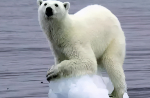 沙漠神殿 如果南北极冰川全部融化，会发生什么？科学家：很多城市会消失