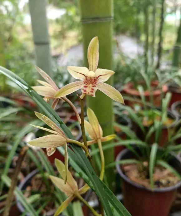 向阳园艺 有没有那种高档好养的花？兰花高端大气，放在阳台上就能养活