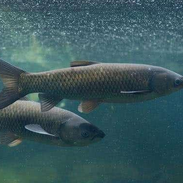 |还在为钩距设定多少苦恼?教你轻松应对——盛世三渔