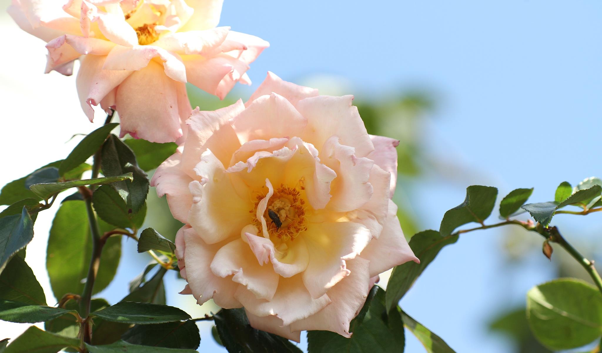 用微笑释怀|陌上相逢,情暖一生,爱而不得,就在心里想你