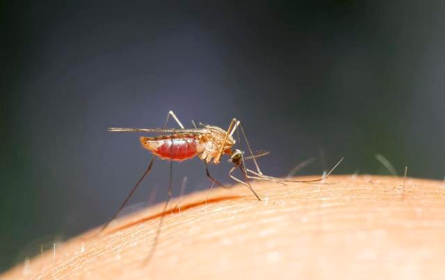 海洋生物 美国野外释放转基因蚊子，不料发生意外，可能制造更强的变异蚊子
