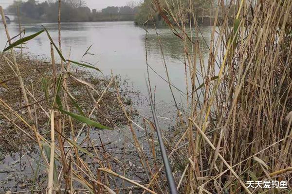|冬季钓鱼,想要钓到大鲫鱼,试试这种钓法,大鲫鱼也会排队上钩!