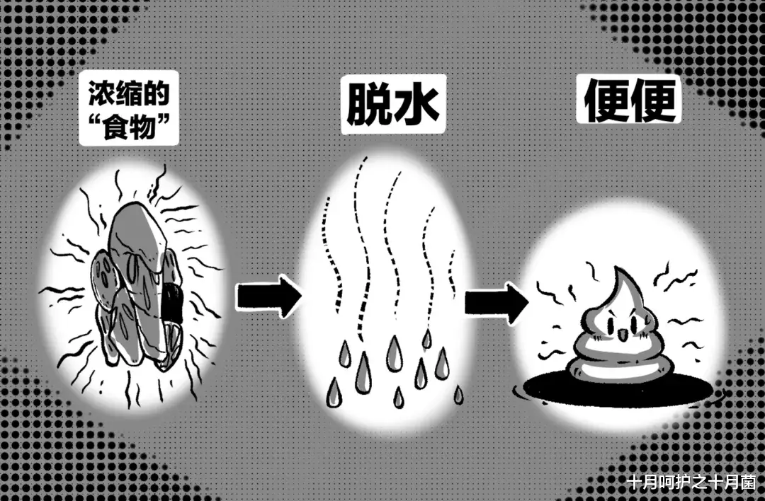 十月呵护之十月菌|4岁前别让孩子这样拉屎！特别伤屁股，小心便秘又肛裂